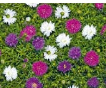 Hellweg Herbstaster trio Angebot