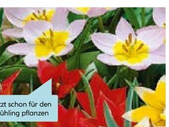 Hellweg Blumenzwiebeln Angebot