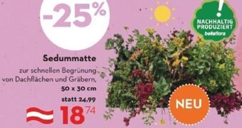 Bellaflora Sedummatte 50 x 30 cm Angebot
