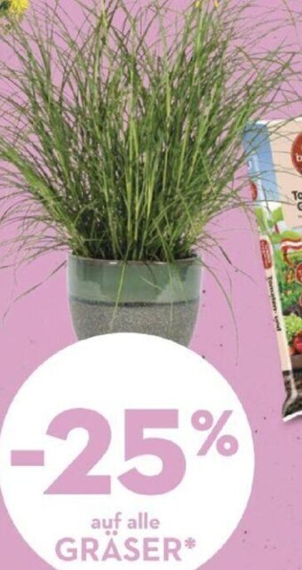 Bellaflora auf alle GRÄSER Angebot