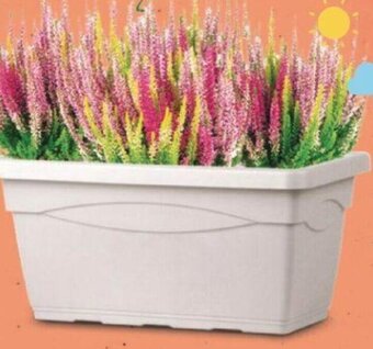 Bellaflora Calluna 'Beauty Ladies' 'Trio Starlight Angebot