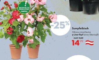 Bellaflora Sumpfeibisch 5-Liter-Topf Angebot