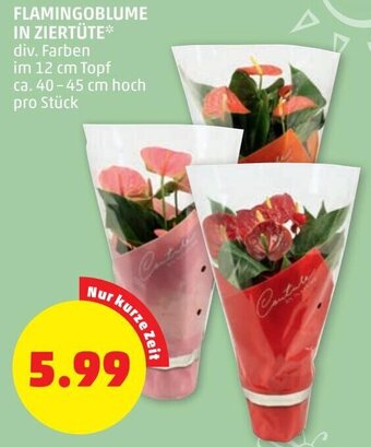 PENNY FLAMINGOBLUME IN ZIERTÜTE Angebot