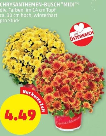 PENNY CHRYSANTHEMEN-BUSCH "MIDI" Angebot