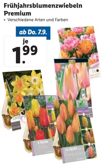 Lidl Frühjahrsblumenzwiebeln Premium Angebot