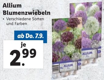Lidl Allium Blumenzwiebeln Angebot