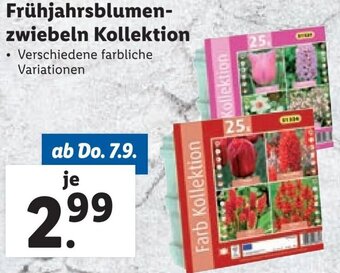 Lidl Frühjahrsblumen- zwiebeln Kollektion Angebot