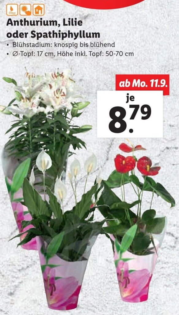 Anthurium, Lilie oder Spathiphyllum Angebot bei Lidl