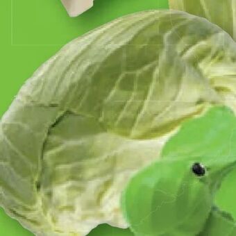 Lidl Braunschweigerkraut Angebot