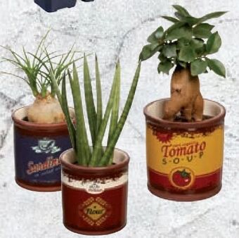 Lidl Pflanze easy care Angebot