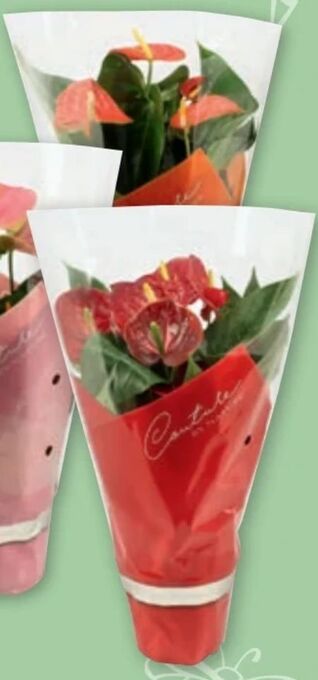 PENNY Flamingoblume Angebot
