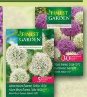 Norma Allium blumenzwiebeln Angebot