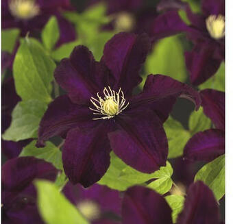 Hornbach Großblumige waldrebe floraself clematis hybride 'warszawska nike' h 50-70 cm co 2,3 l Angebot