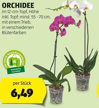 Hofer ORCHIDEE Angebot