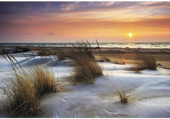 Hornbach Keilrahmenbild helmgras&dunes 80x116 cm Angebot