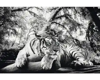 Hornbach Poster tiger is watching you 61x91,5 cm Angebot
