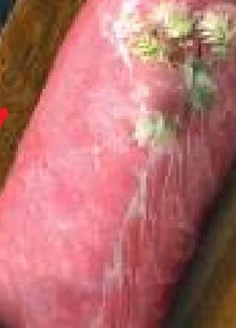 T&G Xl schweine karreerose premium Angebot