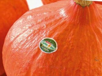 Spar Bio-hokkaido kürbis Angebot