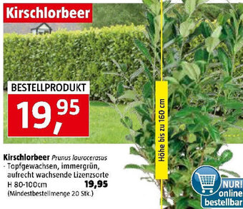 Bauhaus Kirschlorbeer Angebot