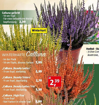 Bauhaus Calluna ,Beauty Ladies' Angebot