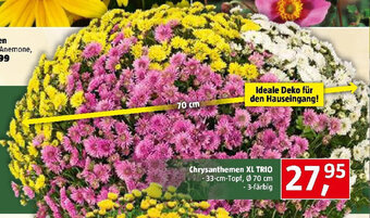 Bauhaus Chrysanthemen XL TRIO -33-cm-Topf, Ø 70 cm - 3-färbig Angebot