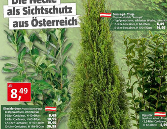 Bauhaus Kirschlorbeer Prunus laurocerasus Angebot