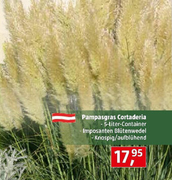 Bauhaus Pampasgras Cortaderia Angebot