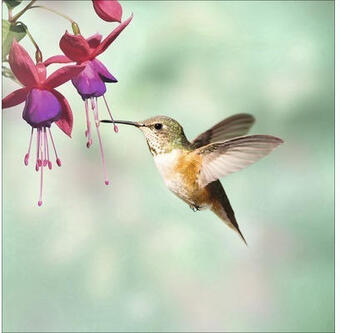 Hornbach Glasbild little friends ii 20x20 cm Angebot