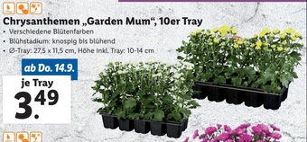 Lidl Chrysanthemen ,,Garden Mum", 10er Tray Angebot