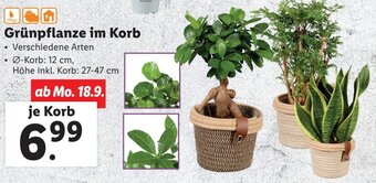 Lidl Grünpflanze im Korb Angebot
