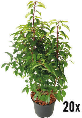 Hornbach Heckenpflanze floraself portugiesischer kirschlorbeer prunus lusitanica 'angustifolia' h 50-60 cm im 3 liter topf ab 20 stück Angebot