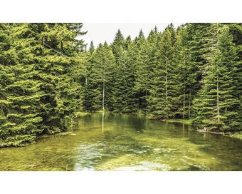 Hornbach Fototapete vlies waldsee 416x254 cm Angebot