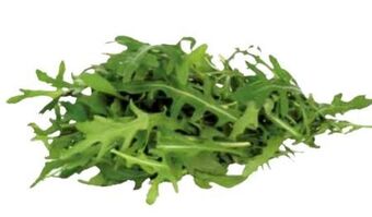 Transgourmet Rucola Angebot