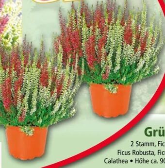 Norma Calluna trio Angebot
