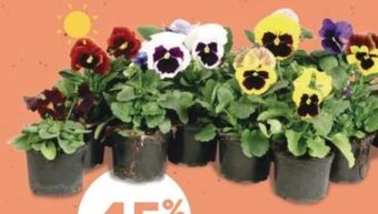 Bellaflora Stiefmütterchen Angebot