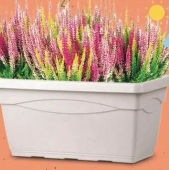 Calluna beauty ladies