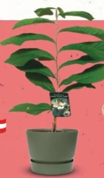 Bellaflora Indianerbanane Angebot