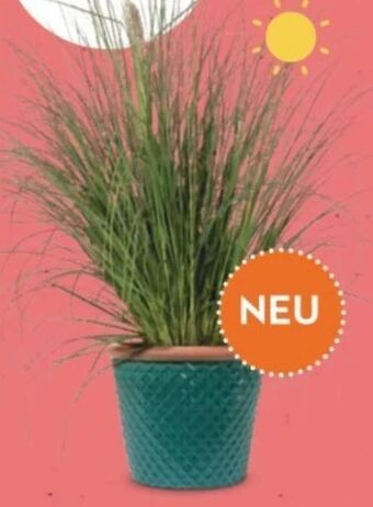 Bellaflora Pampasgras Angebot