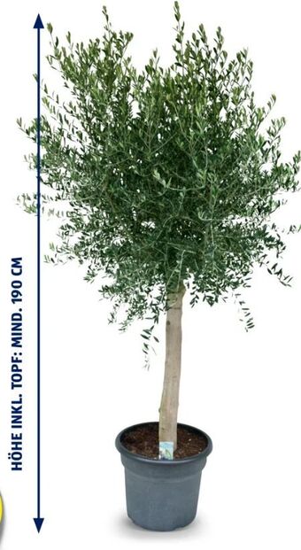 Hofer Olivenbaum Angebot