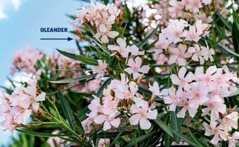 Hofer Oleander Angebot