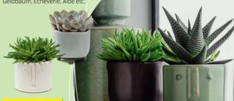 Hofer Sukkulenten Angebot