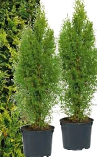Hellweg Lebensbaum smaragd Angebot
