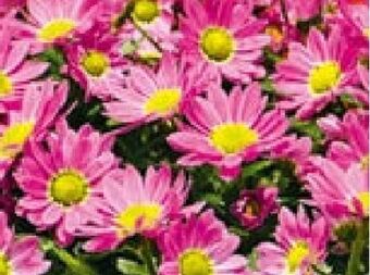 Hellweg Chrysanthemen swifty Angebot