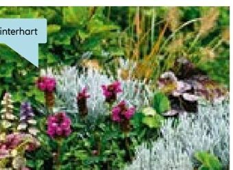 Hellweg Herbstzauber mix Angebot