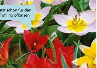 Hellweg Blumenzwiebeln Angebot