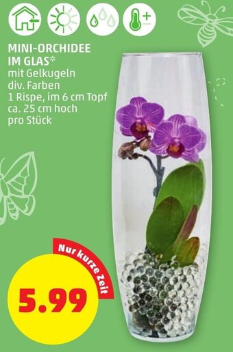 PENNY MINI-ORCHIDEE IM GLAS Angebot
