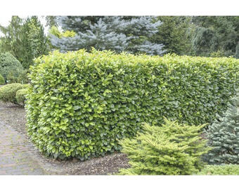 Hornbach Kirschlorbeer, lorbeerkirsche floraself prunus laurocerasus 'etna' h 80-100 cm co 15 l Angebot