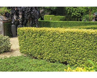 Hornbach Gold-liguster xxl floraself ligustrum ovalifolium 'aureum' h 100-125 cm co 15 l Angebot