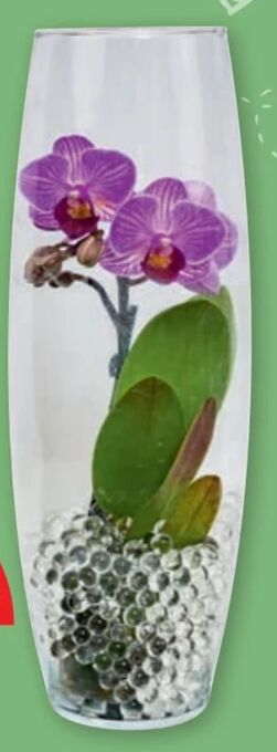 PENNY Mini-orchidee Angebot