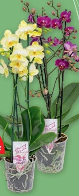 PENNY Orchidee phalaenopsis Angebot